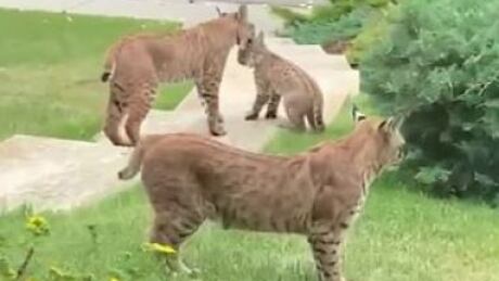 bobcats calgary 