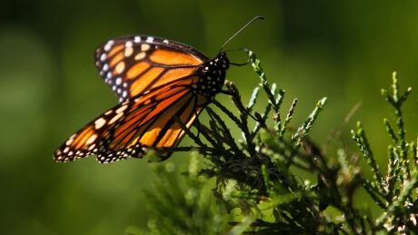 A monarch butterfly clings to a plant at the Monarch Grove Sanctuary in Pacific Grove, California, December 30, 2014. Monarch butterflies may warrant U.S. Endangered Species Act protection because of farm-related habitat loss blamed for sharp declines in cross-country migrations of the orange-and-black insects, the U.S. Fish and Wildlife Service said. USA-BUTTERFLIES/
