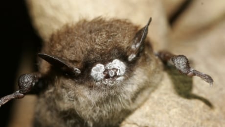 whitenose credit us fish and wildlife service.jpg