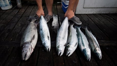 Chinook salmon caught near Vancouver are pictured here. The federal Department of Fisheries and Oceans has opened up the Tatshenshini River in the Yukon to limited chinook salmon fishing.
TRAVEL Log Salmon Season 20190603