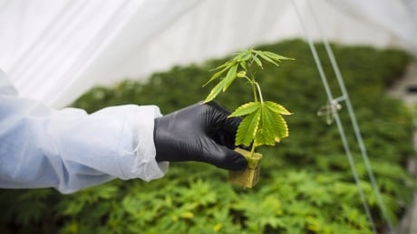 Canntrust managers cease trade while company works out regulatory problems with Health Canada