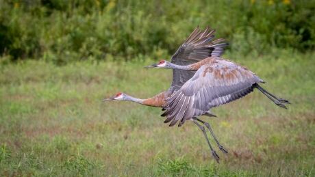 Two sandhill cranes in Stewiacke, N.S., take flight. Sandhill cranes