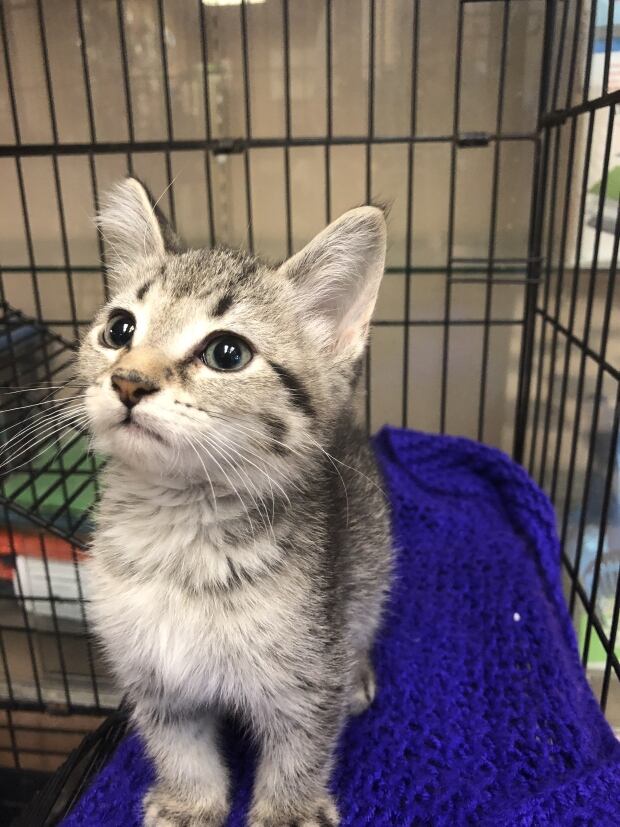 Humane Society waiving or lowering fees for 79 cats and kittens seized