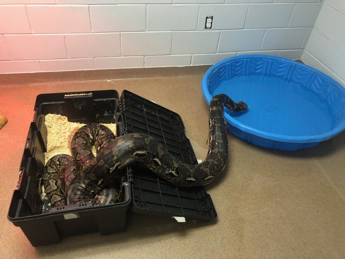 'It's not overly nice': 4-metre-long python found slithering around ...