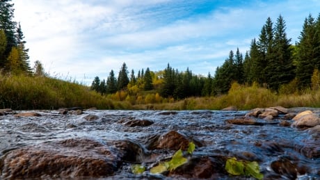 Nathan Puffalt said this is the confluence of Ness Creek and Nesslin Creek, the most southern point on the Ness Creek Cutblock map. Nathan Puffalt ness creek