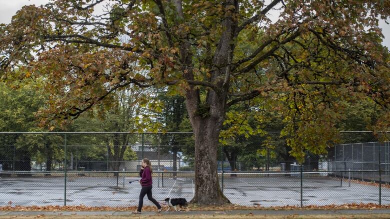 The Science Behind The Smell Of Fall Cbc News