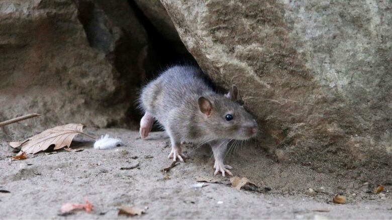 Opinion  Is There Any Humane Way to Kill a Mouse? - The New York