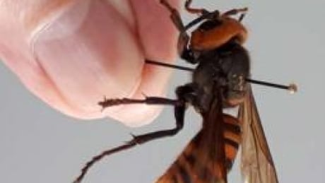 Asian giant hornet