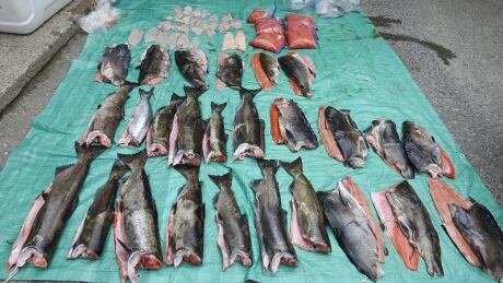 Chinook salmon seized overfishing