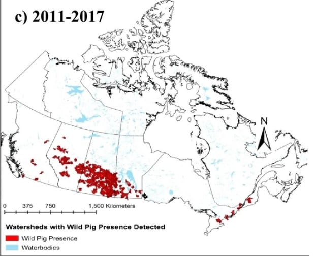 Wild pig population continues 'massive expansion' in Sask., prof warns