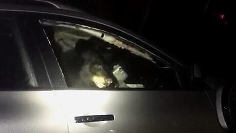 bear locked in car