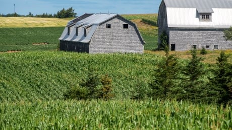 Corn ripens in a field near Fredericton, P.E.I. Corn won’t be harvested until later in the fall, but many farmers' crops were severely damaged by post-tropical storm Dorian. Photo taken Aug./Sept. 2019. P.E.I. corn farm