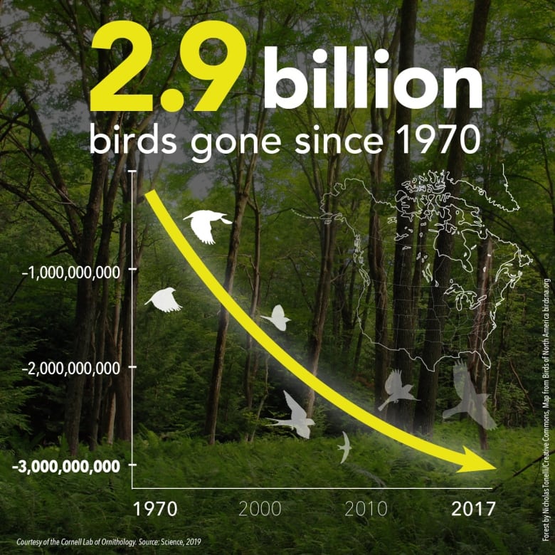 North America has lost 3 billion birds since 1970 CBC News