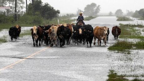 Jim Dunagan moves his cattle to higher ground as remnants of Tropical Depression Imelda flood parts of Southeast Texas, Thursday, Sept. 19, 2019, near Nome, Texas. Dunagan said his cattle were standing in water up to their stomachs before he and another man moved them to another pasture. He also said he thought the rain fell faster than it did during Hurricane Harvey, within a 24 hour to 48 hour period. APTOPIX Tropical Weather Gulf