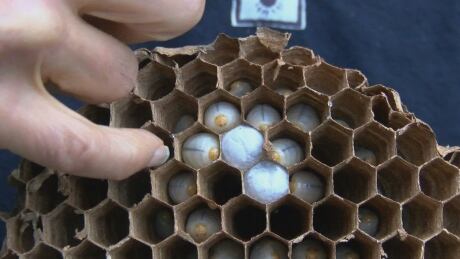 Carbon dioxide was used to destroy a nest of Asian giant hornets discovered in south Nanaimo. Asian giant hornet nest