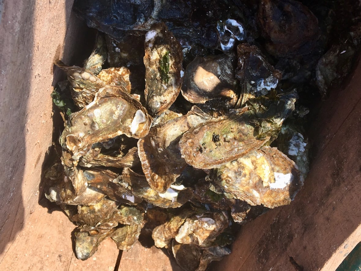 Wild oysters in a wooden box 