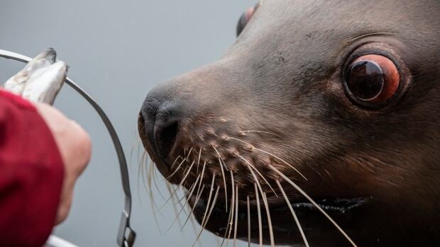 Future in doubt for B.C.'s unique Steller sea lion research facility