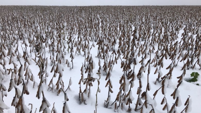 https://i.cbc.ca/1.5317373.1570753659!/fileImage/httpImage/image.jpg_gen/derivatives/16x9_780/soybeans-manitoba-fall.jpg