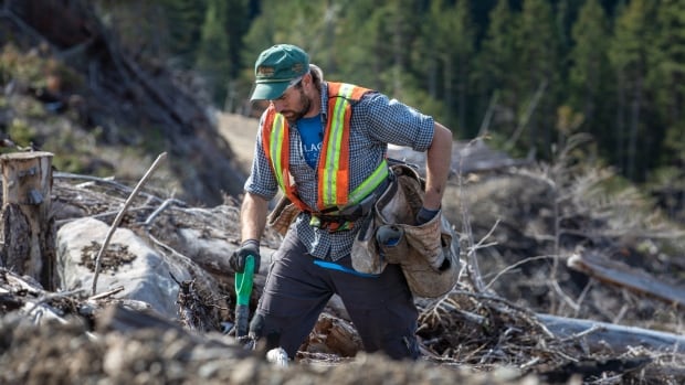 Forestry sector scrambles to recruit tree planters to sow millions - perhaps billions - more seedlings