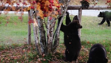 Last year, there were seven bears that used to visit the Rowbottom's property. This year, they mostly come at night. Bears