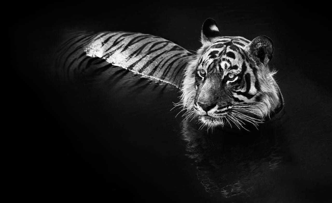 aesthetic photography negative space