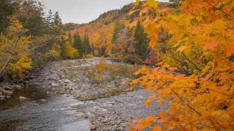 Leafing phenology, the timing of the leaf life cycle, including when leaves emerge from their buds and when they fall off, can be influenced by a variety of factors. Fall Colours
