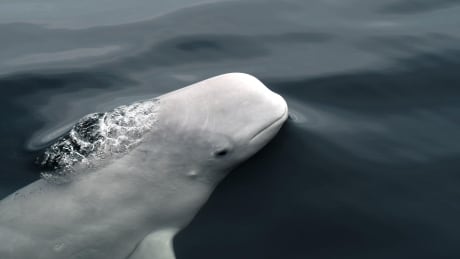 What would more tanker traffic on the St. Lawrence mean for endangered belugas?