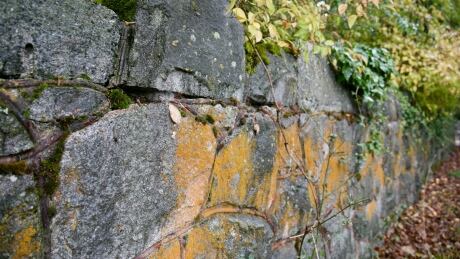 This 122-year-old rock wall is the subject of much controversy in Oak Bay. Oak Bay wall