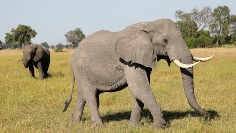 A pair of male elephants is seen in the Okavango Delta, Botswana, April 25, 2018. Picture taken April 25, 2018. BRITAIN-ROYALS/BOTSWANA