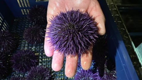 In this May 20, 2019 photo, a purple urchin is held at Bodega Marine Lab, which is running a pilot project to remove purple urchins from the ocean floor, feed and restore them to health, then sell them as premium seafood in Bodega Bay, Calif. Tens of millions of voracious purple sea urchins that have already chomped their way through towering underwater kelp forests in California are now spreading north to Oregon, sending the delicate marine ecosystem off the shore into such disarray that other critical species are starving to death. Sea Urchin Explosion