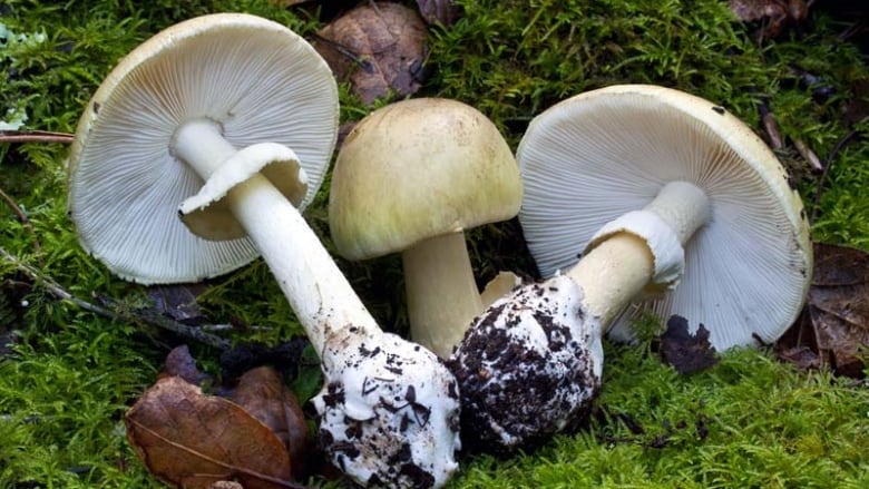 Wild mushroom poisonings spike in B.C., prompting death cap ...