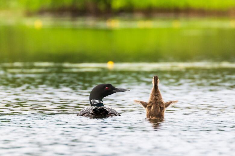 These Loons Adopted An Orphan Duckling And Raised It As Their Own