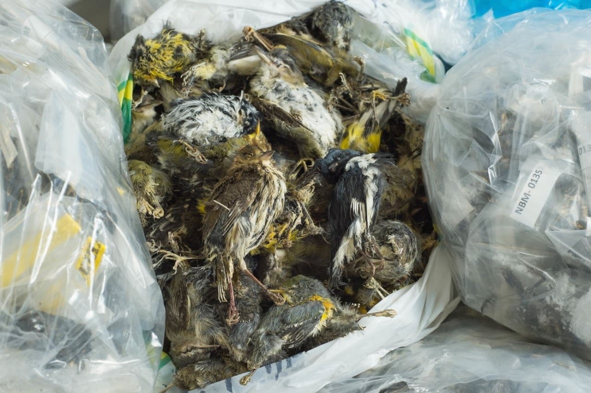 A bag of dead birds.