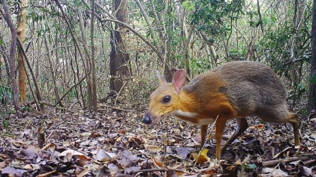 Images of the rabbit-sized silver-backed chevrotain, commonly called the Vietnamese mouse deer, were captured in the wild by trap cameras, Global Wildlife Conservation said. Silver-backed chevrotain