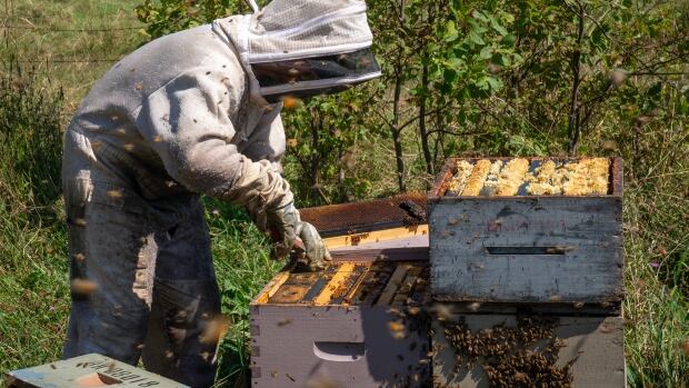 The sweet sting of Nova Scotia's tiniest 'livestock' industry