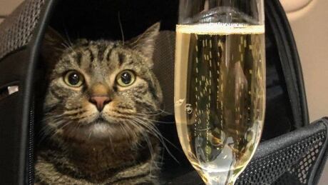 Pet owner Mikhail Galin snapped this photo of his cat Viktor after "smuggling" him onboard an Aeroflot flight. Viktor on the plane