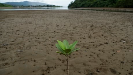 In this Sept. 21, 2019 photo, a seedling stands tall along a river bank in Jaque, in the remote province of Darien in southeast Panama, Saturday. Each dusk, volunteers go out to walk a stretch of the Panamanian beach in search of nests where turtles lay their eggs and take them to a hatchery safe from predators. (AP Photo/Arnulfo Franco) Panama Turtles