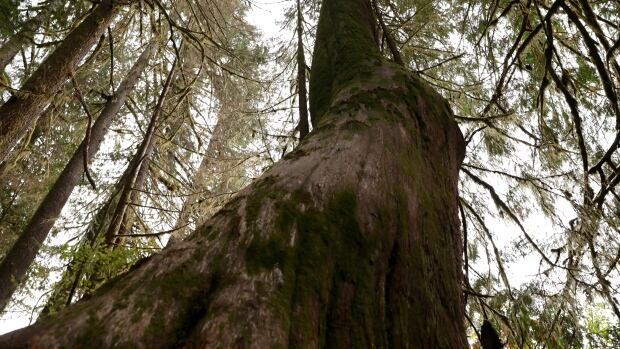 If you care about old growth trees in B.C. now's your chance to speak up - CBC.ca