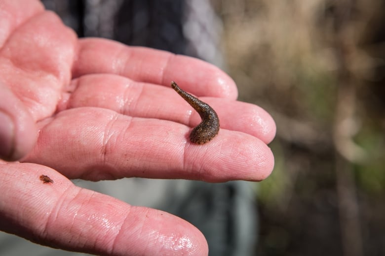 12 Bizarre Facts About Bloodsucking Leeches