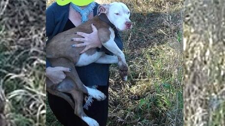 Frankie, the pitbull puppy was found by a mail carrier nine days after escaping from a dog sitter in Chilliwack. missing dog Frankie found