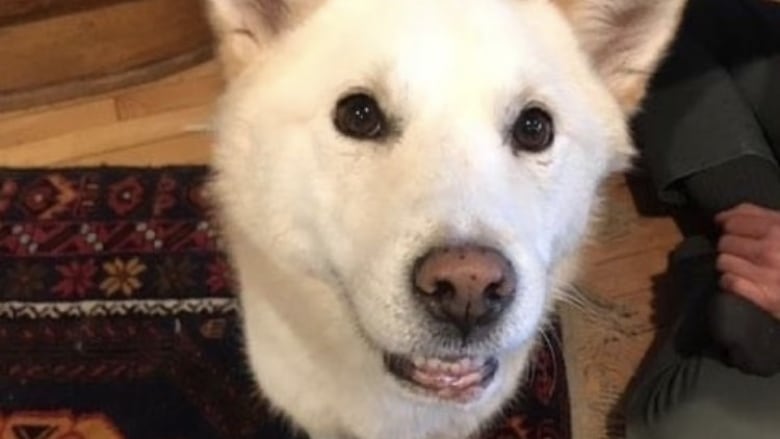 Jindo store dog adoption