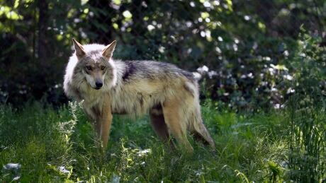 A Mexican gray wolf is pictured in this file photo. In an interim decision released Thursday, the U.S. Environmental Protection Agency rejected calls from conservation groups for ban on sodium cyanide bombs used by farmers and trappers to kill livestock predators, after repeated reports of the devices poisoning other wildlife, pets and people. EPA Cyanide Traps