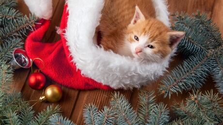 It is recommended cat owners do not decorate the bottom 25 per cent of their Christmas tree and avoid using tinsel altogether to keep their pets and tree safe this season. 735227533
