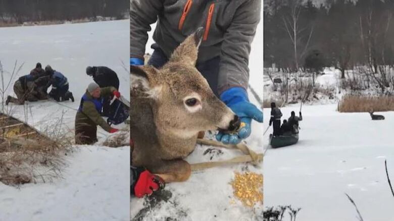 Group Saves Deer Stranded On Madawaska River Ice Cbc News group saves deer stranded on madawaska