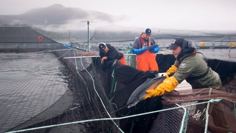 Aquatic science biologist Shawn Stenhouse releases a Atlantic salmon back into its tank during a Department of Fisheries and Oceans fish health audit at the Okisollo fish farm near Campbell River, B.C. Wednesday, Oct. 31, 2018. A Liberal promise to transition salmon farms in British Columbia from ocean net pens to closed containment systems in just over five years is being slammed as careless by the aquaculture industry but applauded by a wild salmon advocate who says the sooner the better. FedElxn Salmon Farms 20191002