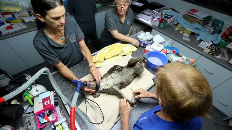 We Ve Got Dehydrated Animals Everywhere How Australia S Koala