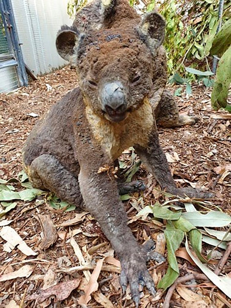 Australia bushfires: Wildlife park spared from bushfires as volunteers  return to help koalas, World News