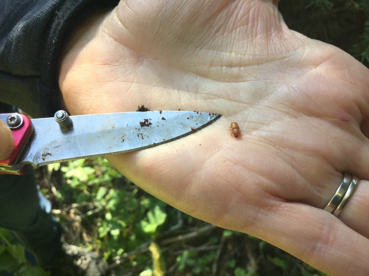 Cold snap fatal to spruce beetles will 'knock back' infestation, say