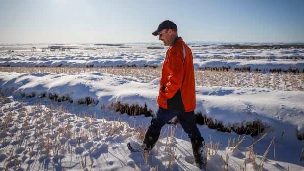 'Punishment' or procedure? Pessimism lingers over efforts to lift China's canola ban