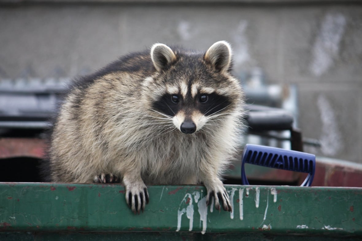 5 cool facts about raccoons on P.E.I. — including how to keep them out